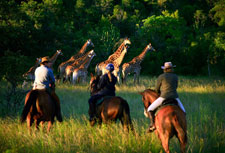 South Africa-Waterberg-Waterberg Safari Lodge